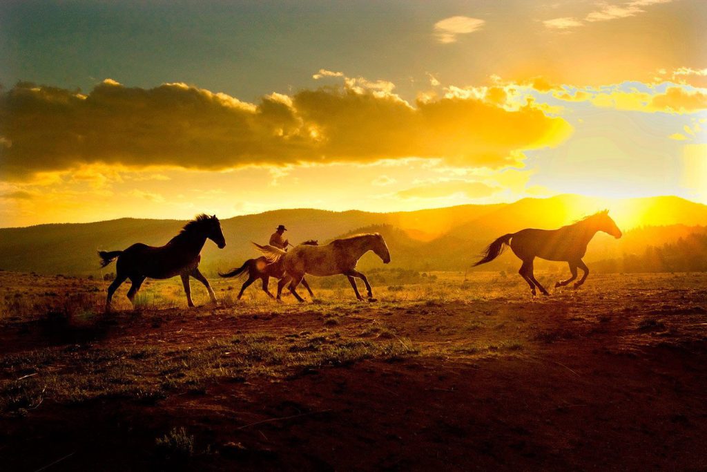 مزیت‌های مصرف روغن برای اسب در تابستان | رایمون متخصص تغذیه اسب | 71