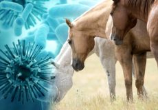 درمان هرپس ویروس اسب