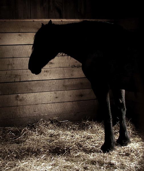 نشانه های افسردگی در اسب | رایمون متخصص تغذیه اسب | 1