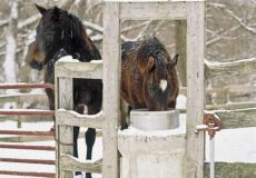 پنج روش برای آب دادن به اسب در دمای انجماد | رایمون متخصص تغذیه اسب | 17