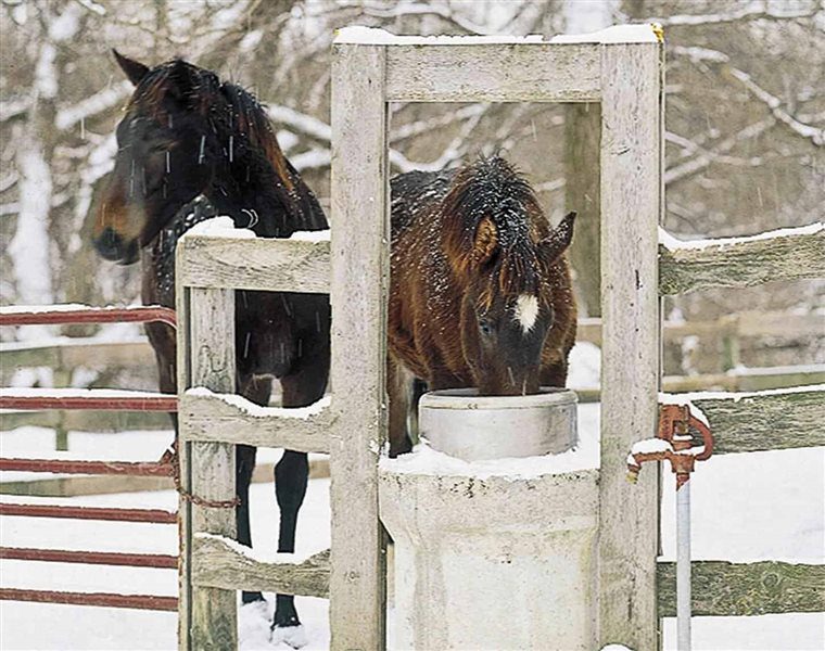 پنج روش برای آب دادن به اسب در دمای انجماد | رایمون متخصص تغذیه اسب | 1