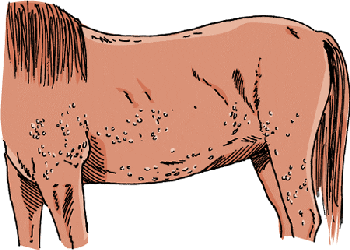 هشت بیماری پوستی رایج در اسب‌ها | رایمون متخصص تغذیه اسب | 18