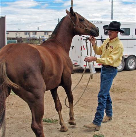 ویژگی های یک مربی سوارکاری خوب | رایمون متخصص تغذیه اسب | 5