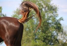 عوامل خارش دم در اسبها | رایمون متخصص تغذیه اسب | 9