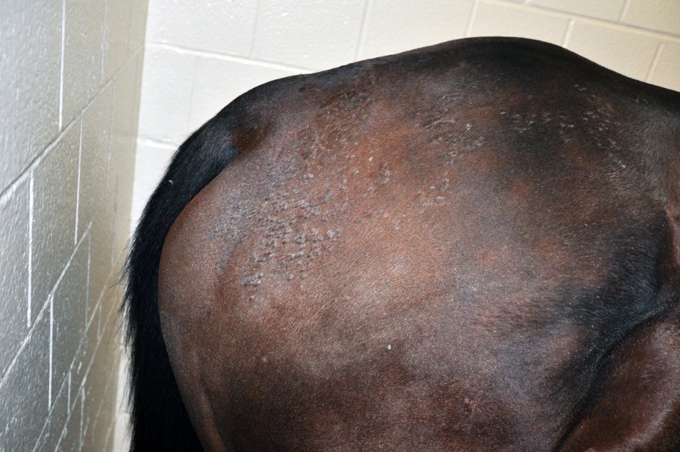 هشت بیماری پوستی رایج در اسب‌ها | رایمون متخصص تغذیه اسب | 20