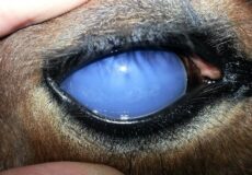 عفونت چشم و صدمات آن در اسب | رایمون متخصص تغذیه اسب | 3