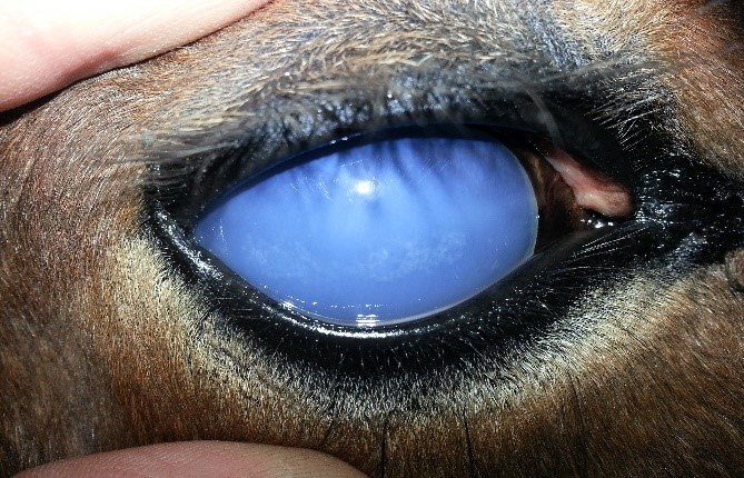 عفونت چشم و صدمات آن در اسب | رایمون متخصص تغذیه اسب | 1