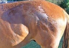 هشت بیماری پوستی رایج در اسب‌ها | رایمون متخصص تغذیه اسب | 19
