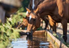 اسب در طول روز چقدر آب مصرف می کند؟ | رایمون متخصص تغذیه اسب | 11