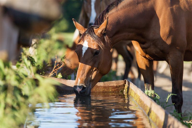 اسب در طول روز چقدر آب مصرف می کند؟ | رایمون متخصص تغذیه اسب | 1