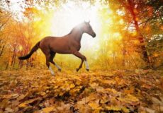 چگونه اسب ها را باتغییر فصل هماهنگ کنیم؟ | رایمون متخصص تغذیه اسب | 7