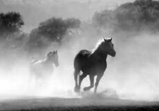 چگونه دود می‌تواند ریه‌های اسب را تحت تاثیر قرار دهد؟ | رایمون متخصص تغذیه اسب | 15