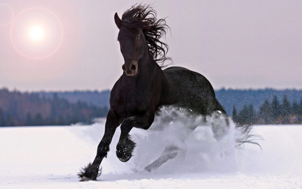 نگهداری اسب در فصل سرد