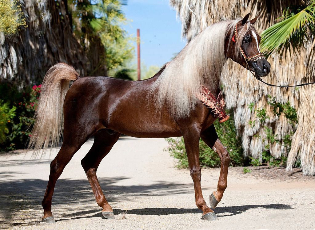مکمل اسب زیبایی شو ایکس