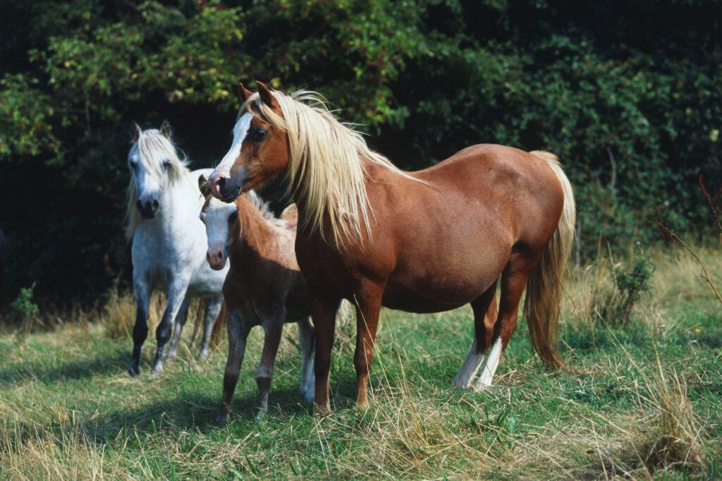 اسب باردار