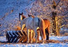 خوراک اسب در زمستان