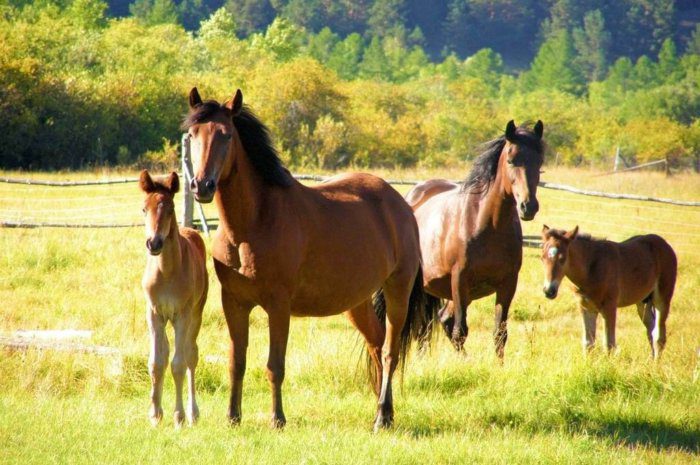 مکمل اسب عامل افزایش عملکرد و سلامتی اسب | رایمون متخصص تغذیه اسب | 19