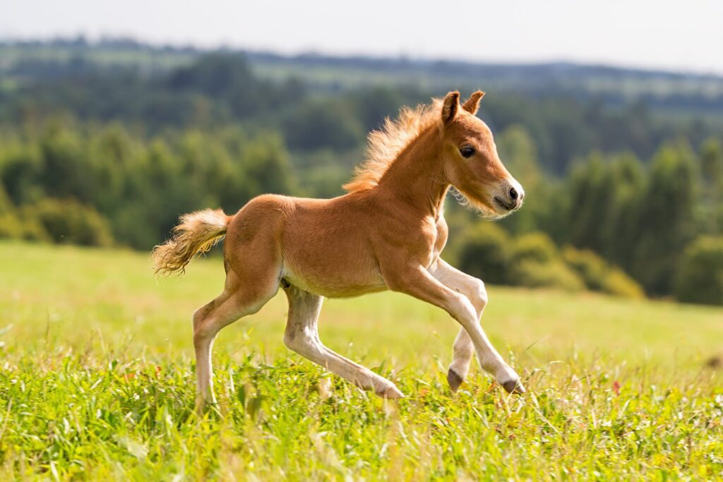 مکمل اسب عامل افزایش عملکرد و سلامتی اسب | رایمون متخصص تغذیه اسب | 20