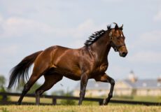 Smart pellet | رایمون متخصص تغذیه اسب | 3