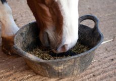 کمپلکس‌ها (خوراک‌های فوق متراکم) | رایمون متخصص تغذیه اسب | 11