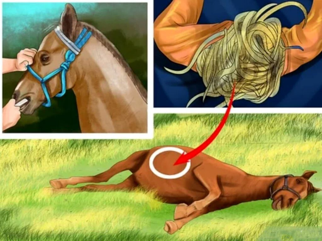 کرم پاراسکاریس اسب | رایمون متخصص تغذیه اسب | 1