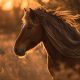 استرس حرارتی در اسب | رایمون متخصص تغذیه اسب | 21