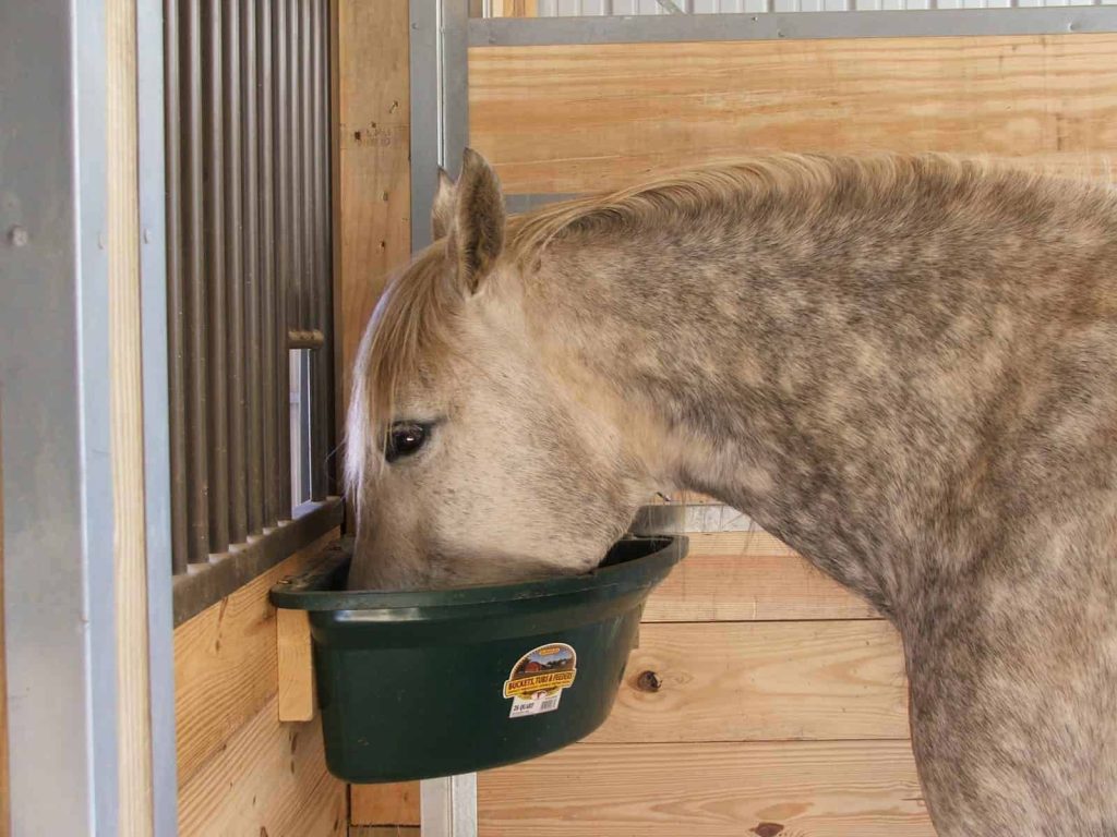 تغذیه اسب