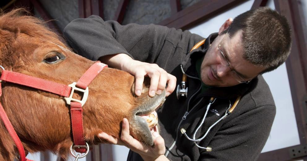 8 نکته مهم در نگهداری اسب در سرما | رایمون متخصص تغذیه اسب | 2