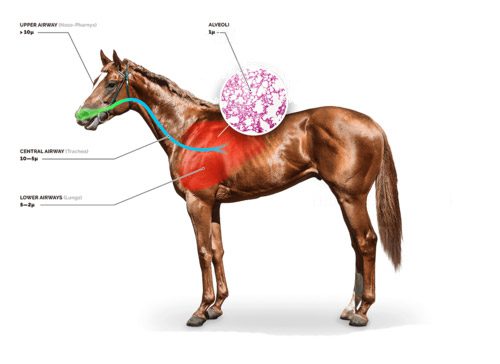 درمان عفونت ریه اسب