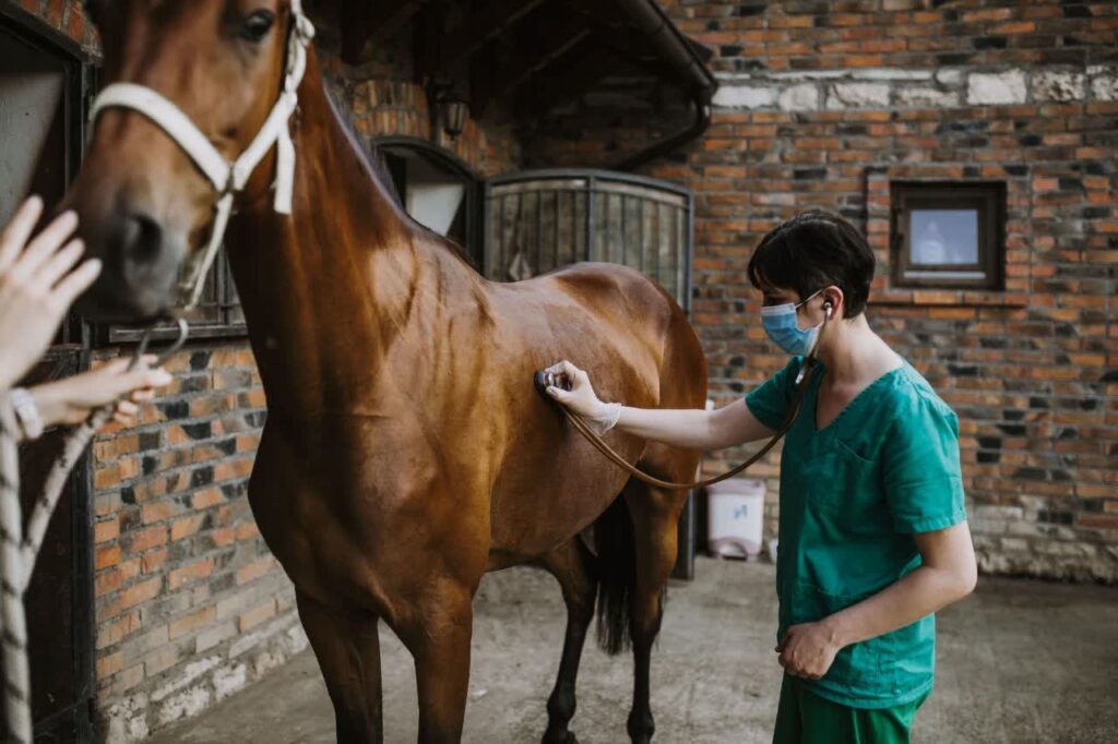 شایع‌ترین بیماری‌های اسب | رایمون متخصص تغذیه اسب | 1