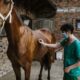 شایع‌ترین بیماری‌های اسب | رایمون متخصص تغذیه اسب | 1