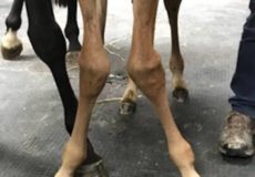 علت بیماری DOD در اسب