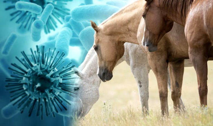 درمان هرپس ویروس اسب